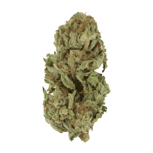 Golden Goat | BudExpressNow Canada